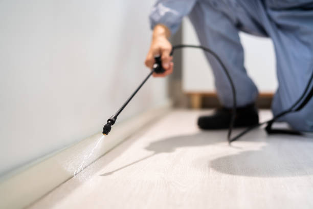 Licensed Wasp Removal service in Manchester, NH - Show Me Pest Control